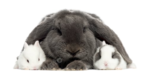 Preview: Lop-eared rabbit and young rabbits, isolated on white