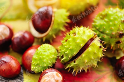 Preview: Fresh chestnuts on background autumn leaves