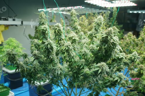 Preview: Cannabis leaves. Growing Medical marijuana cultivation. Alternative herbal medicine, Cannabis farm