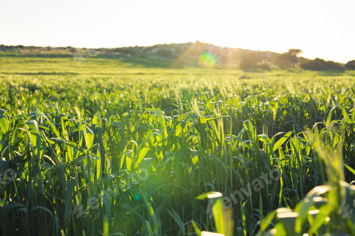 Preview: Bright sunset over green field