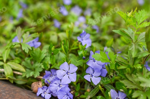 Preview: Delicate periwinkle, Vinca minor, blooming on green foliage, for natural landscape design.
