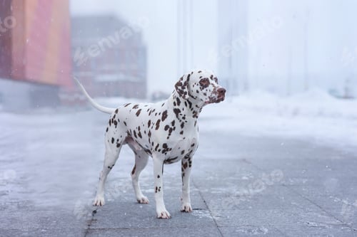 Preview: Dalmatian dog in winter on the snow in a frozen place