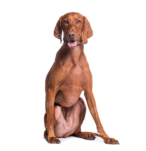 Preview: Elegant brown Vizla dog sitting on white background