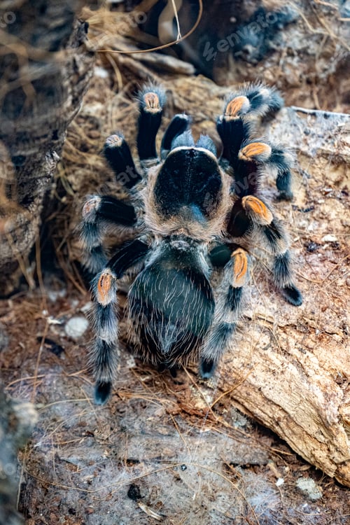 Preview: Spider Brachypelma hamorii. Mexican Red Knee. Tarantula smithi