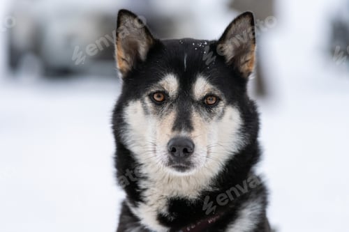 Preview: Husky dog portrait, winter snowy background. Funny pet on walking before sled dog training.