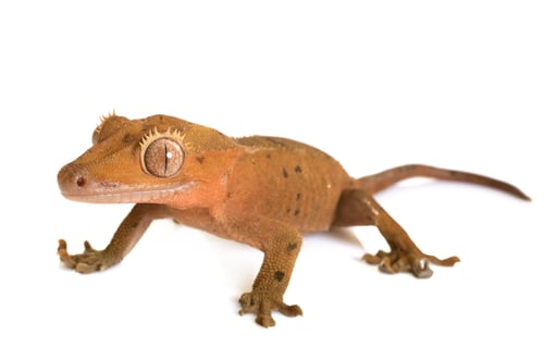 Preview: Crested gecko in studio