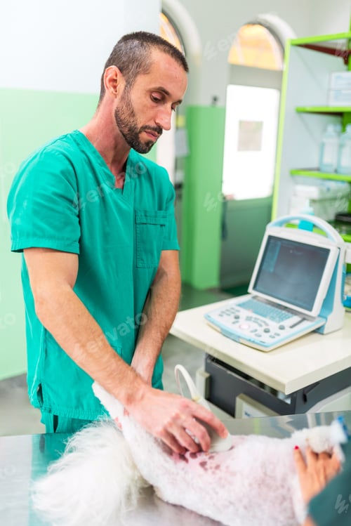 Preview: Veterinarian examining dog with ultrasound scan in veterinary clinic