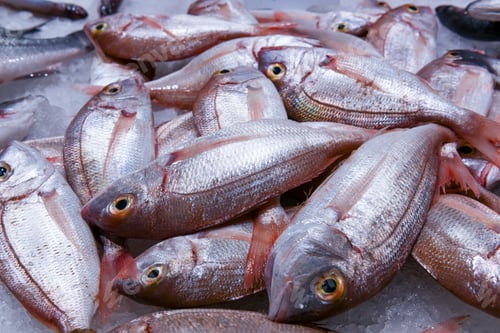 Preview: Heap of raw fish lies on cold ice in refrigerator of market