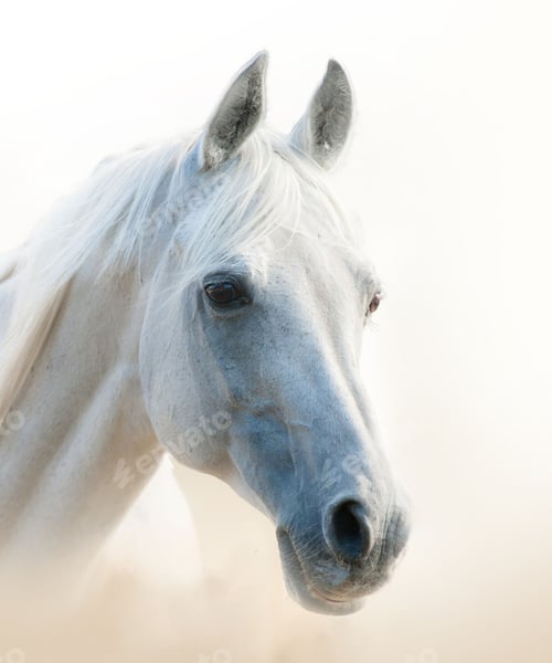 Preview: horse, mare, wilderness, stallion