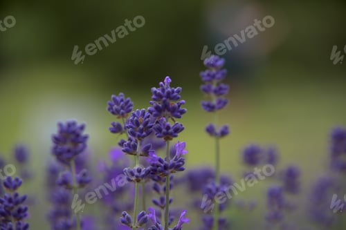 Preview: Lavender flowers