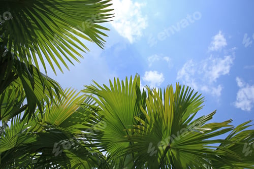 Preview: Tropical leaves background with sky