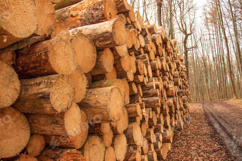 Preview: deforestation, cut down trees lie in a stack in the forest, collecting firewood