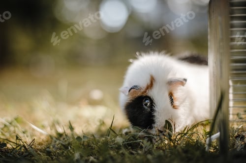 Preview: closeup of a cute little hamster