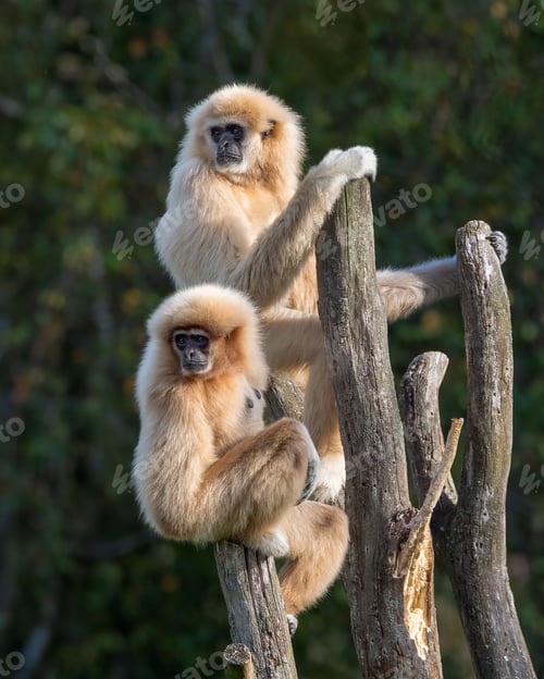 Preview: Two gibbons perched on a tree.
