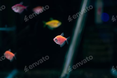 Preview: Close-up shot of various fish swimming together in an aquarium tank