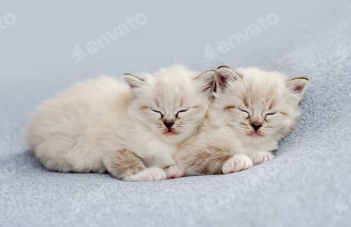 Preview: Ragdoll kitten photos newborn style