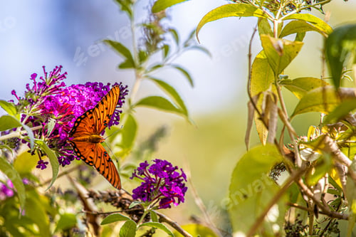 Preview: Butterfly perched upon a flower in Midtown Sacramento, CA