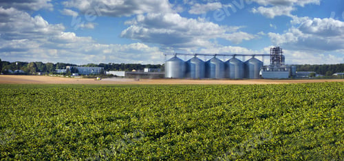 Preview: Big panoramic view on green field of sunflower and wheat agricultural land near grain storage tanks