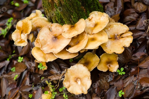 Preview: Brown mushrooms growing on a tree stump