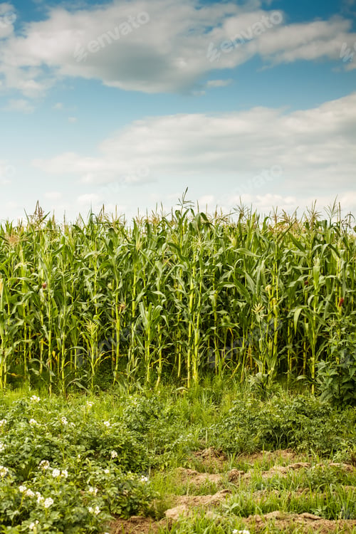Preview: Green maize field