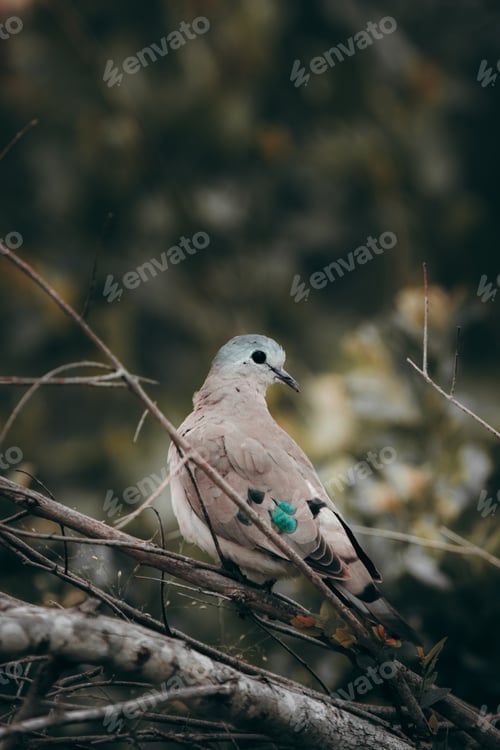 Preview: Bird in the Kruger National safari park