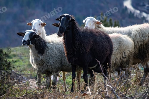 Preview: Sheep farm. Flock of sheep white and one black color animal looking at the camera, winter day