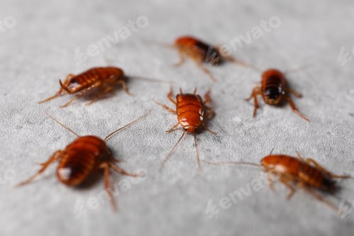 Preview: Many cockroaches on grey table, closeup. Pest control
