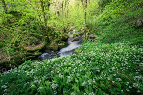 Preview: Spectacular flowering of wild garlic adorns the bottom of a valley