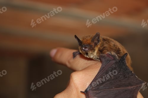 Preview: Small bat on human hand