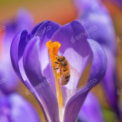 Preview: flowers