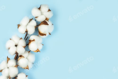 Preview: Branch of cotton flowers on blue background with copy space