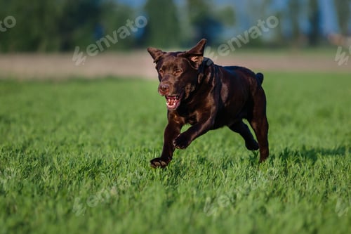 Preview: Labrador Retriever Dog breed on the field. Dog running on the green grass. Active dog outdoor.
