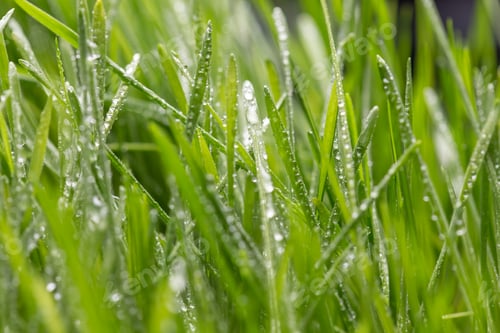 Preview: Fresh green grass with dew drops closeup. Nature Background