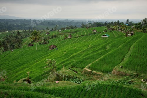 Preview: Scenic view of beautiful rice fields in Indonesia