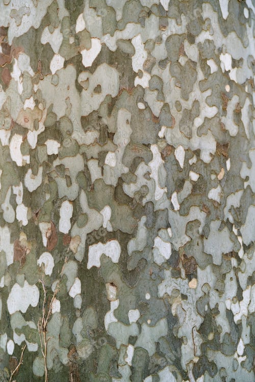 Preview: Bark of sycamore tree close up