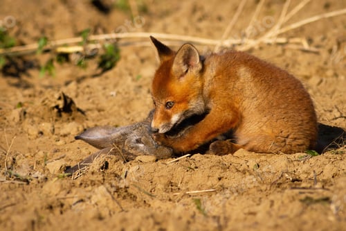 Preview: Cute red fox cub sitting on the ground and sniffing dead rabbit in spring nature
