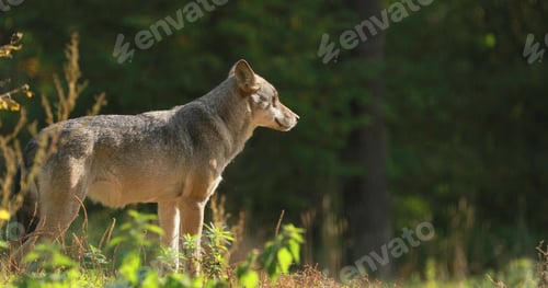 Preview: 4K Wolf, Canis Lupus, Gray Wolf, Grey Wolf With Closed Eyes Standing Outdoors In Autumn Day. Copy