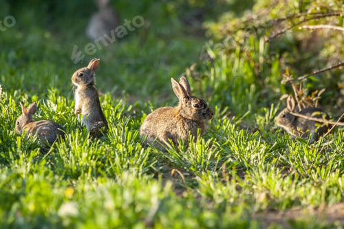 Preview: Closeup of brush rabbits in a field covered in greenery under the sunlight with a blurry background