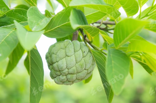 Preview: custard apple on the tree fruit of thailand