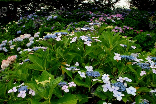 Preview: Vibrant garden filled with blooming hydrangea flowers in various colors