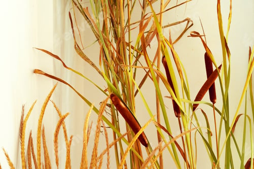 Preview: Cropped image of decorative dried plant branches