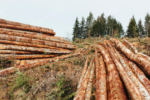 Preview: Stacked logs from clearcutting in the Pacific Northwest, Washington