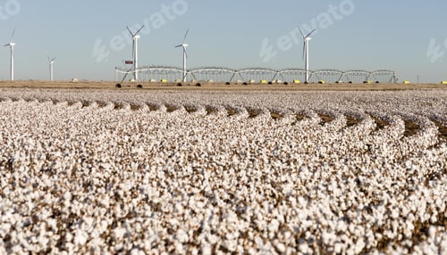 Preview: Texas Cotton Filed Textile Agriculture Green Energy Wind Turbines
