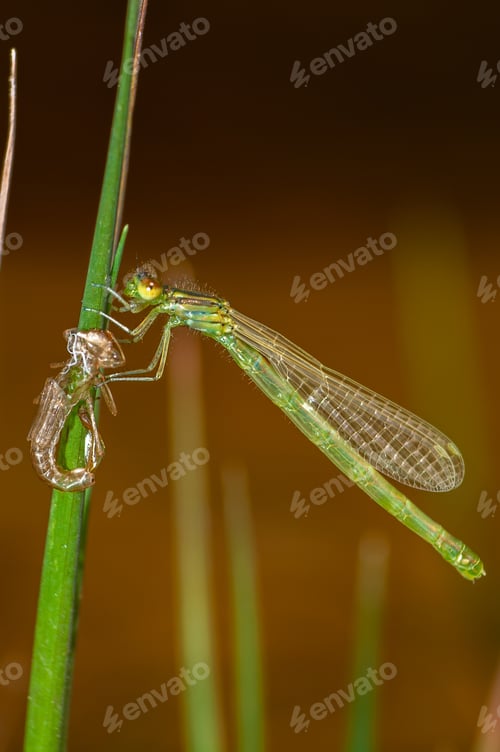 Preview: Damselfly moulting in a plant