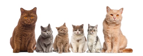 Preview: Group of British Shorthairs sitting in front of a white background