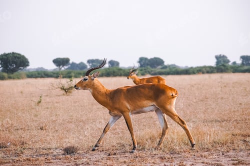 Preview: African safari time. Wild antelopes in Uganda.