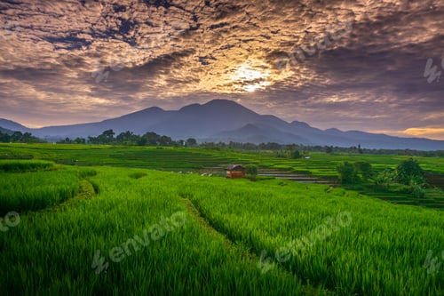 Preview: indonesia beauty landscape paddy fields in bengkulu natural beautiful morning view from indonesia