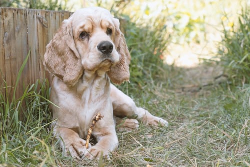 Preview: Cocker Spaniel sits in the thick green grass. Cocker Spaniel Breed Portrait