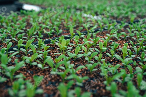 Preview: Young trees in the planting plot