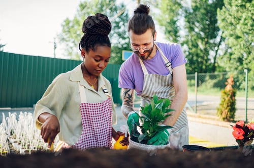 Preview: Multiracial couple transplanting flowers while working in a greenhouse